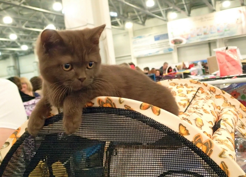 Поговорим о кошках32