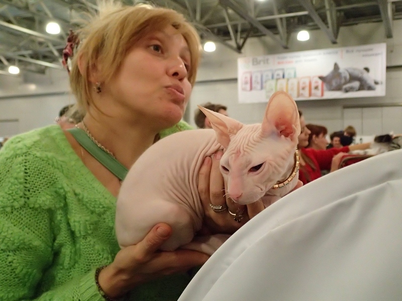 Поговорим о кошках32