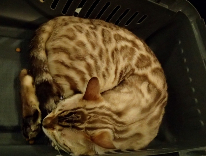 Поговорим о кошках32