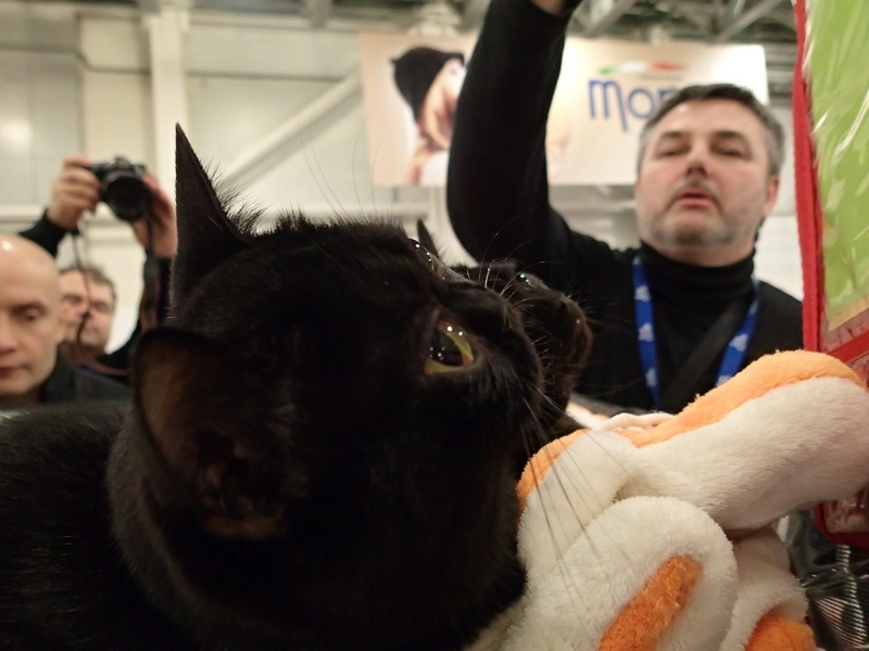 Поговорим о кошках32