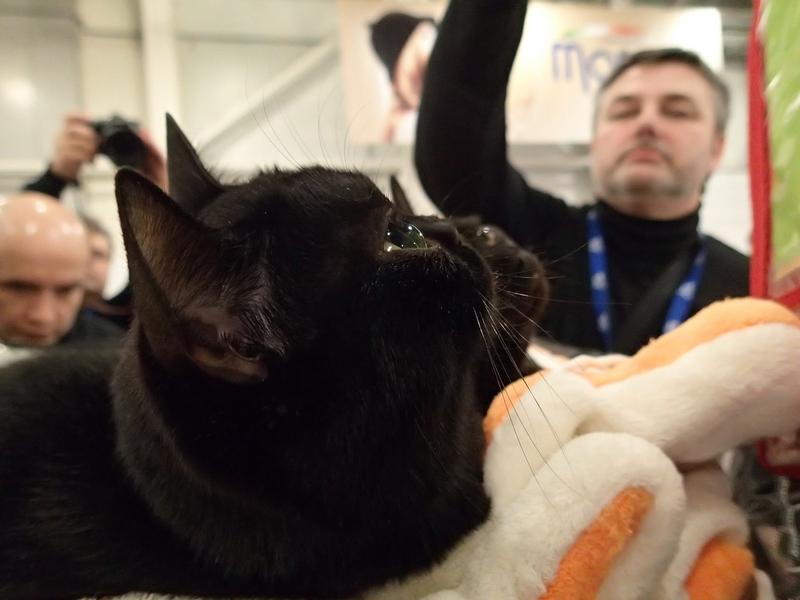 Поговорим о кошках32