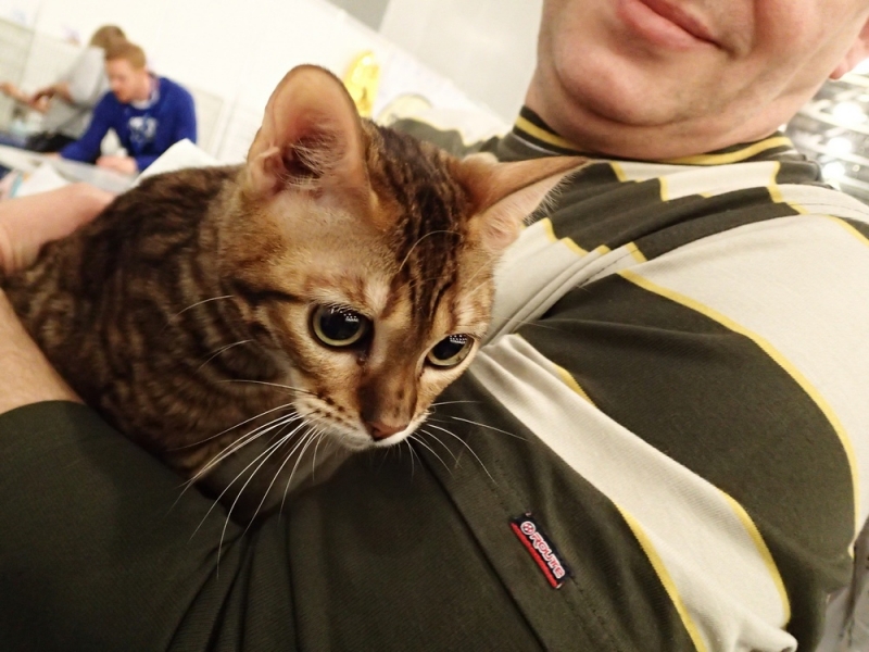 Поговорим о кошках32