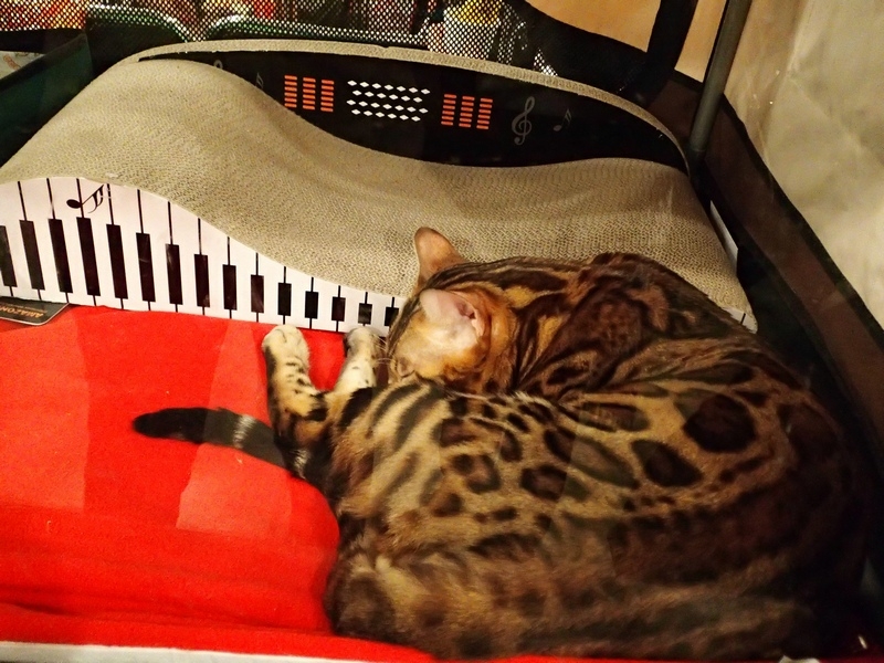 Поговорим о кошках32