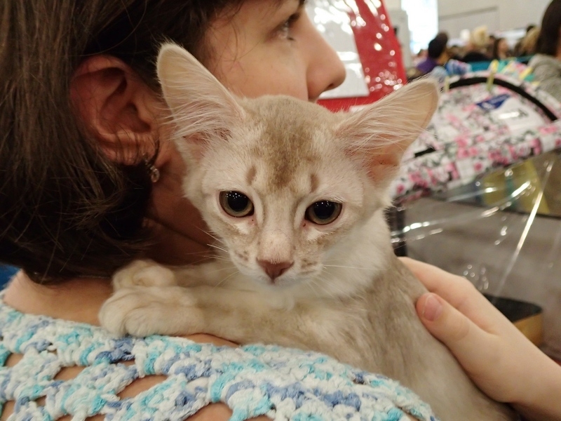 Поговорим о кошках32