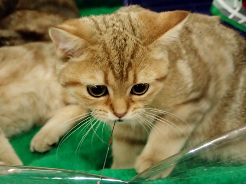 Поговорим о кошках32