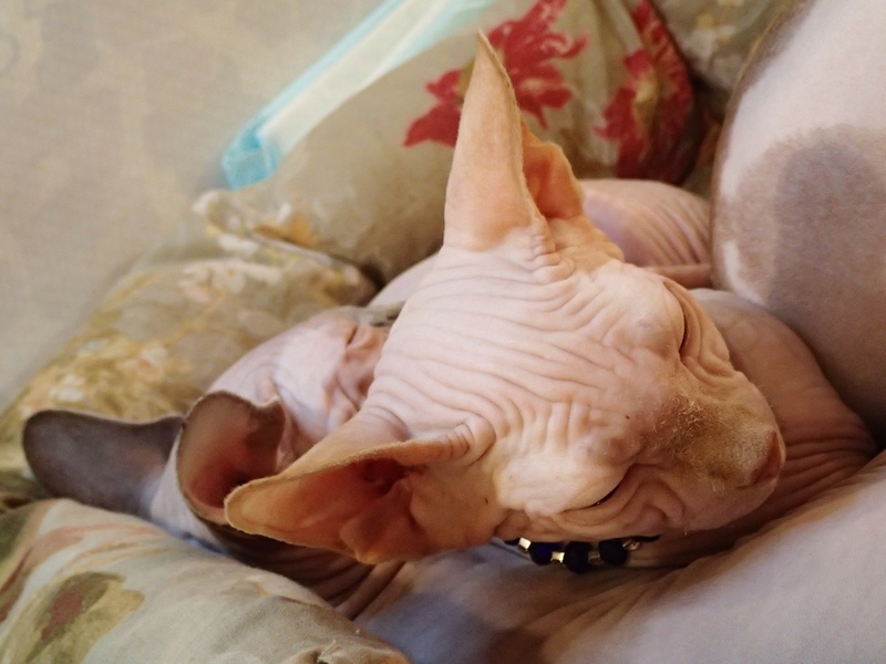 Поговорим о кошках32