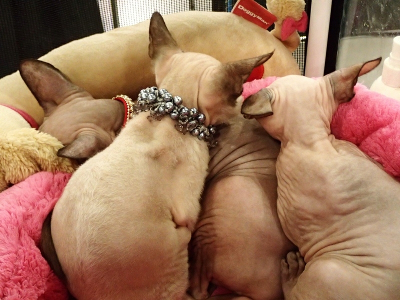 Поговорим о кошках32