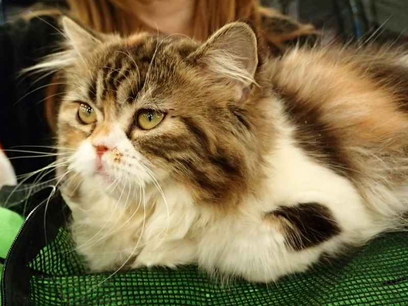 Поговорим о кошках32