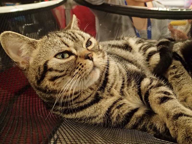 Поговорим о кошках32