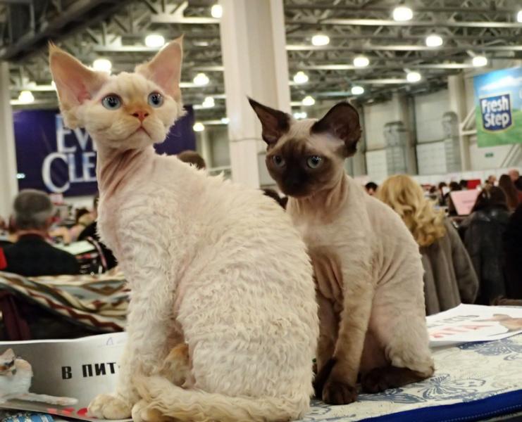 Поговорим о кошках32