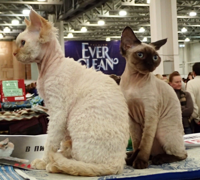 Поговорим о кошках32