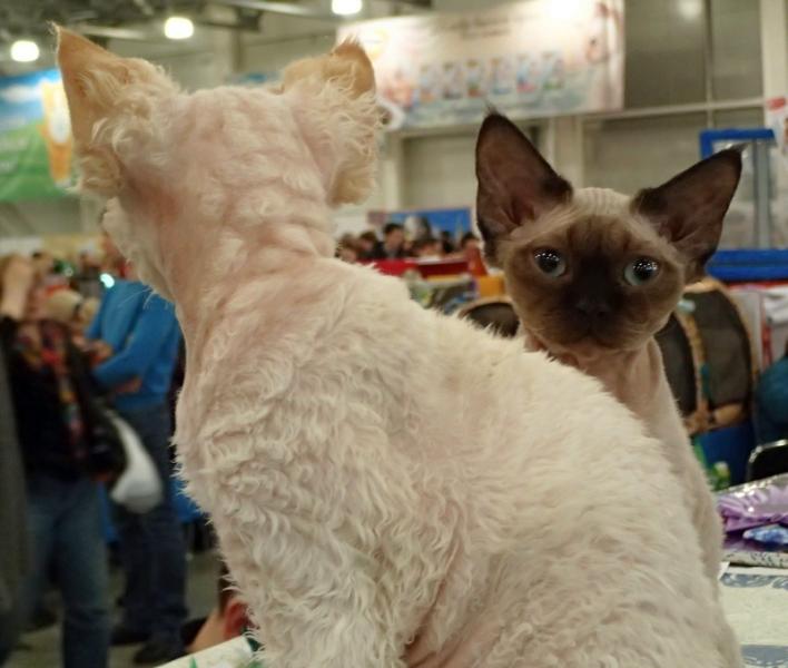 Поговорим о кошках32