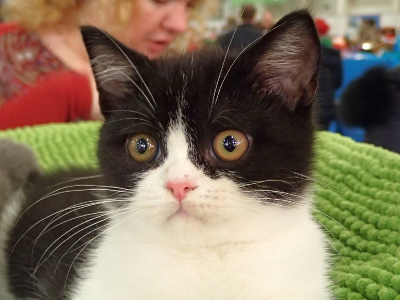 Поговорим о кошках32