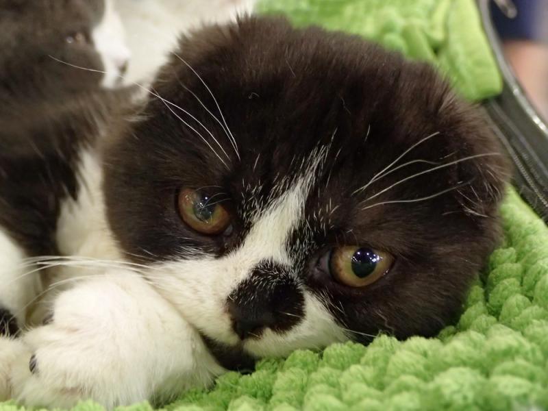 Поговорим о кошках32