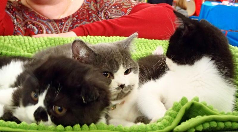 Поговорим о кошках32