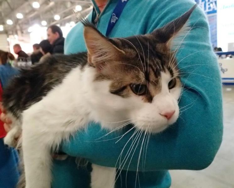 Поговорим о кошках32