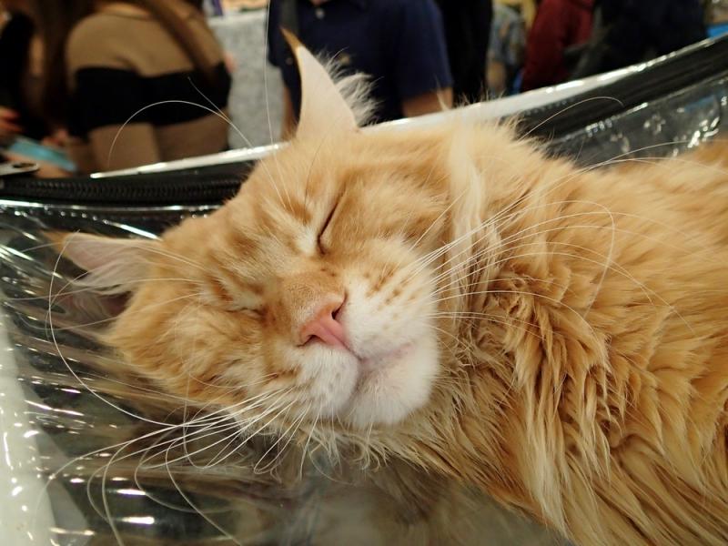 Поговорим о кошках32