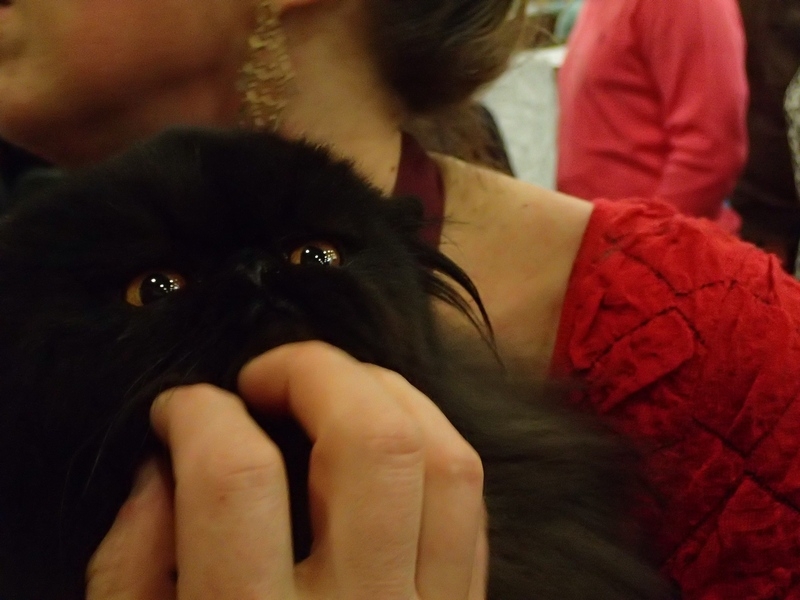 Поговорим о кошках32