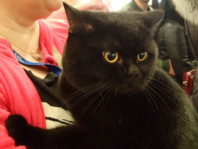 Поговорим о кошках32