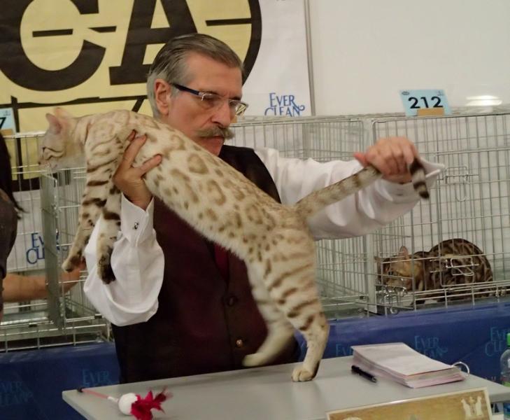 Поговорим о кошках32