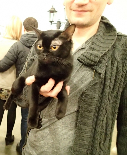 Поговорим о кошках32