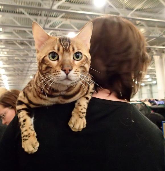 Поговорим о кошках32