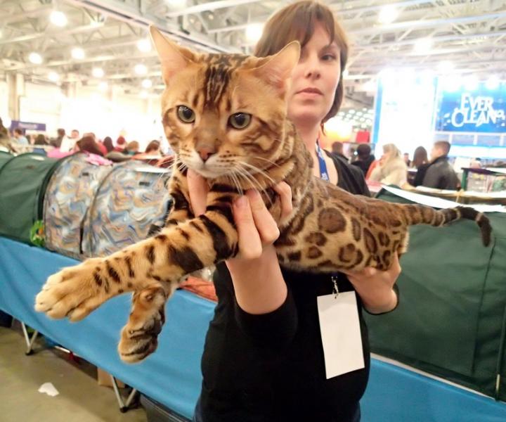 Поговорим о кошках32