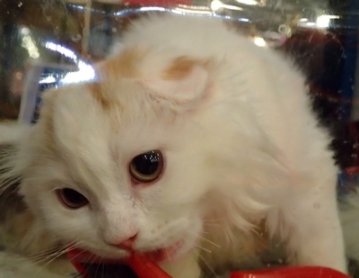 Поговорим о кошках32