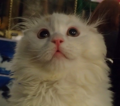 Поговорим о кошках32