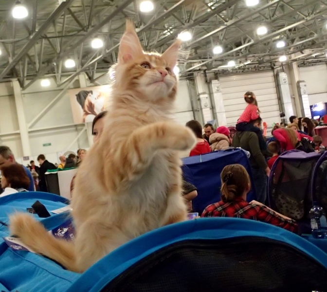 Поговорим о кошках32