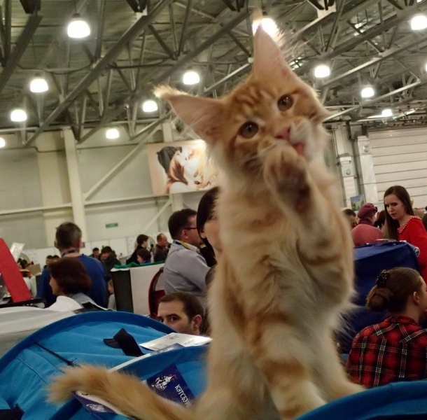 Поговорим о кошках32