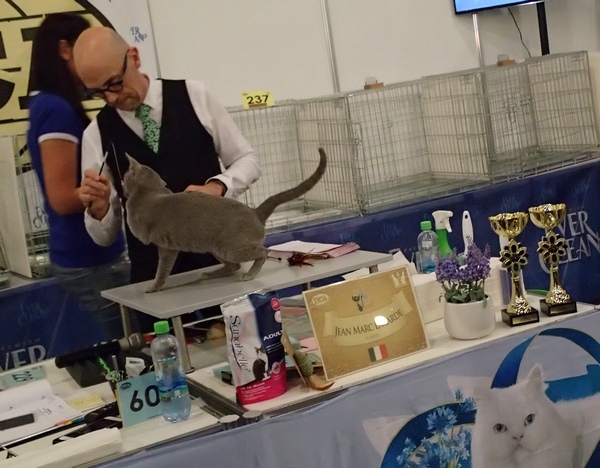 Поговорим о кошках32