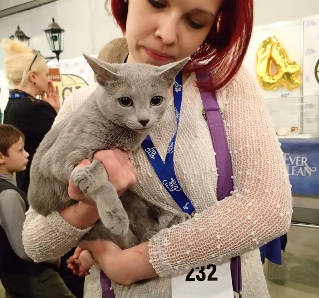 Поговорим о кошках32