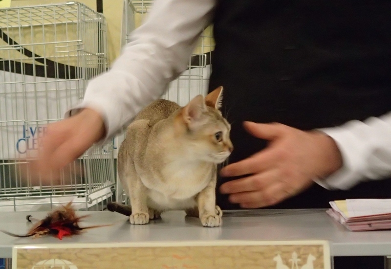 Поговорим о кошках32