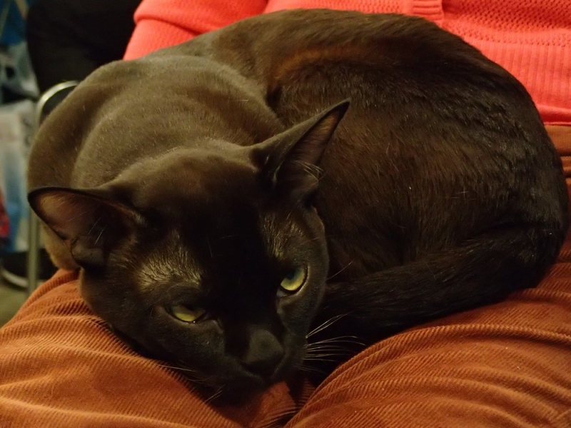 Поговорим о кошках32