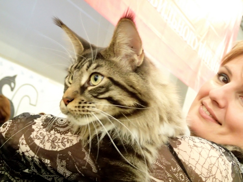 Поговорим о кошках32