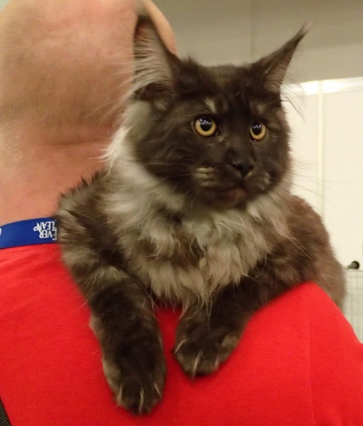 Поговорим о кошках32