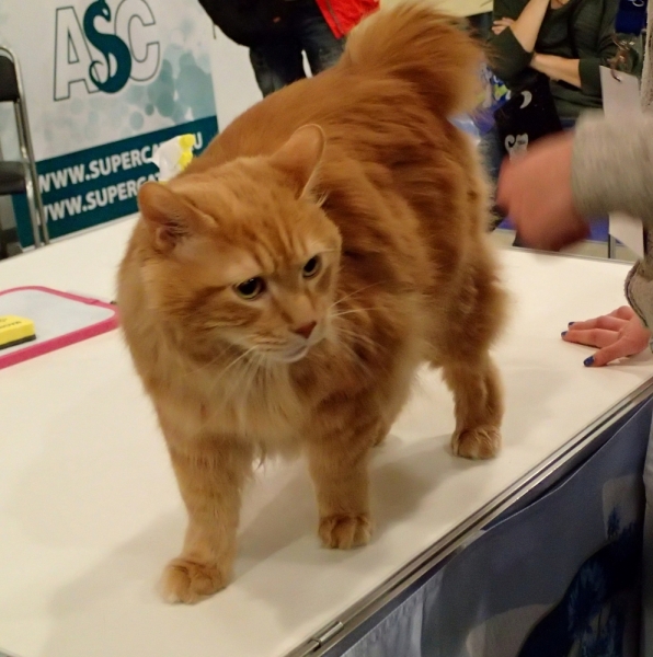 Поговорим о кошках32