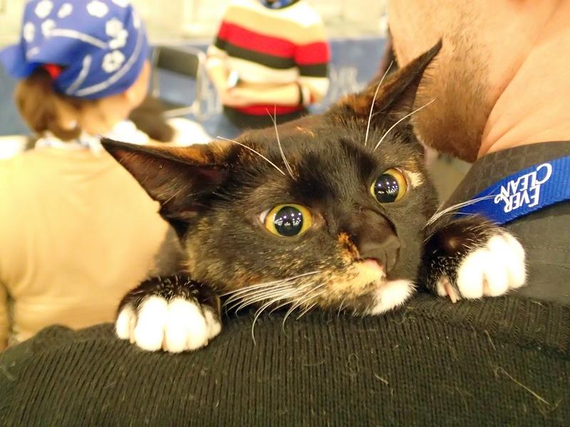 Поговорим о кошках32