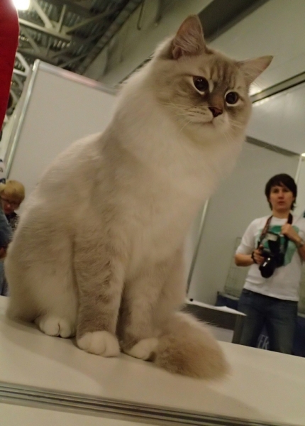 Поговорим о кошках32