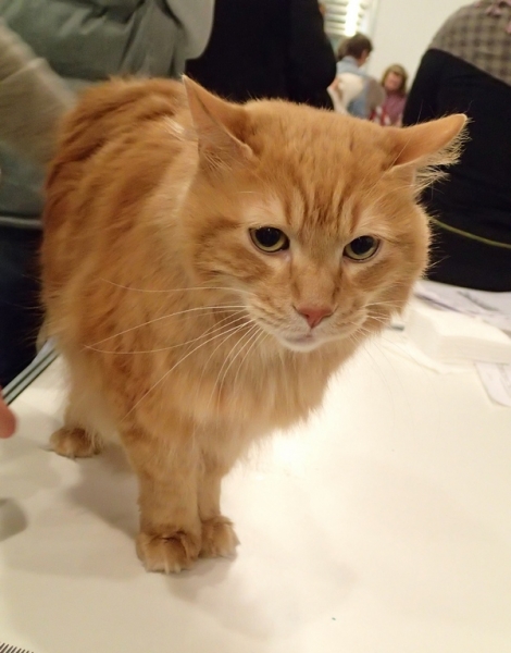 Поговорим о кошках32