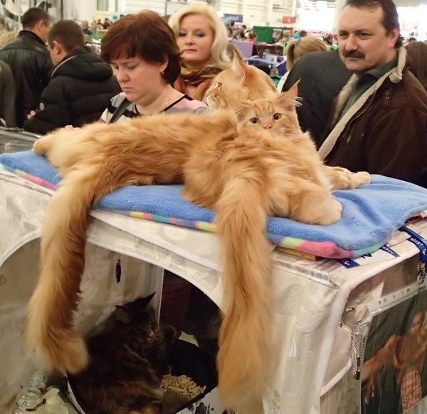 Поговорим о кошках32