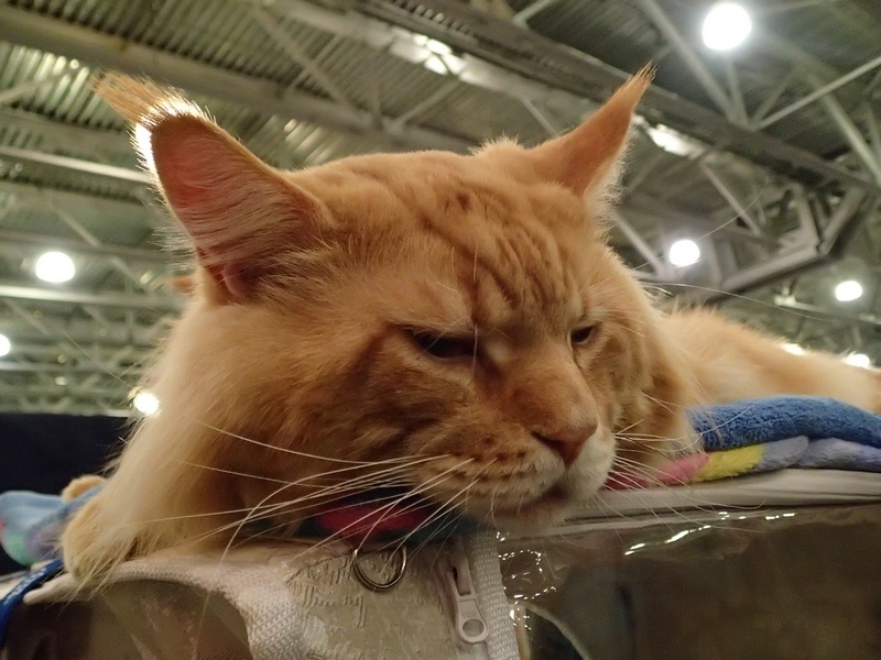 Поговорим о кошках32