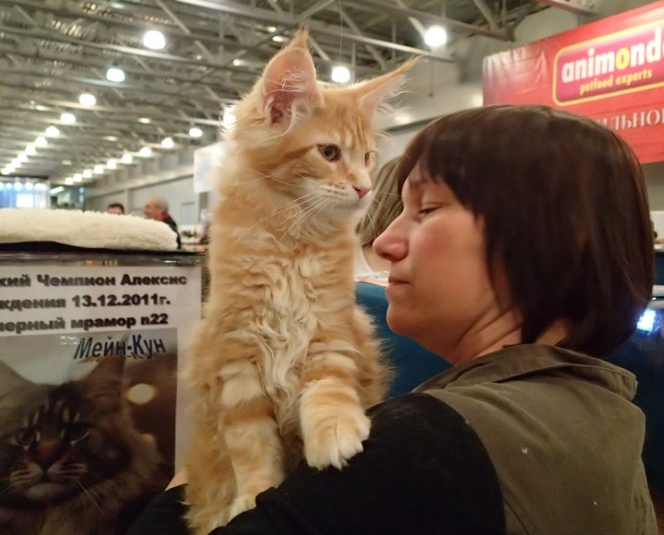 Поговорим о кошках32