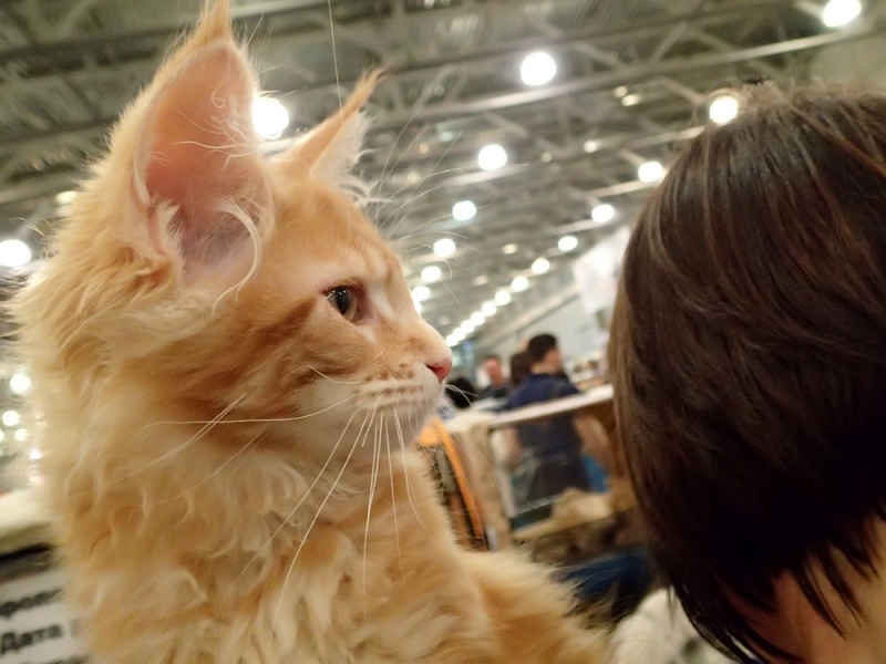 Поговорим о кошках32