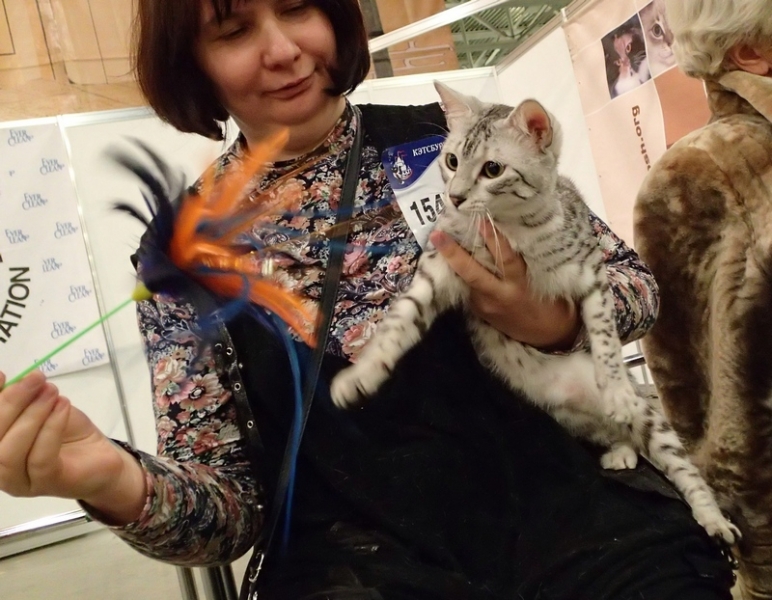 Поговорим о кошках32