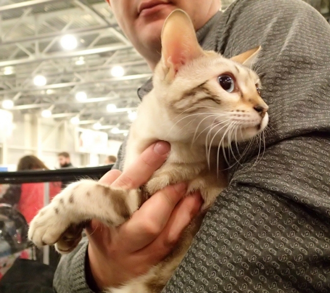 Поговорим о кошках32