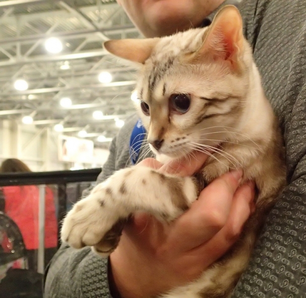 Поговорим о кошках32