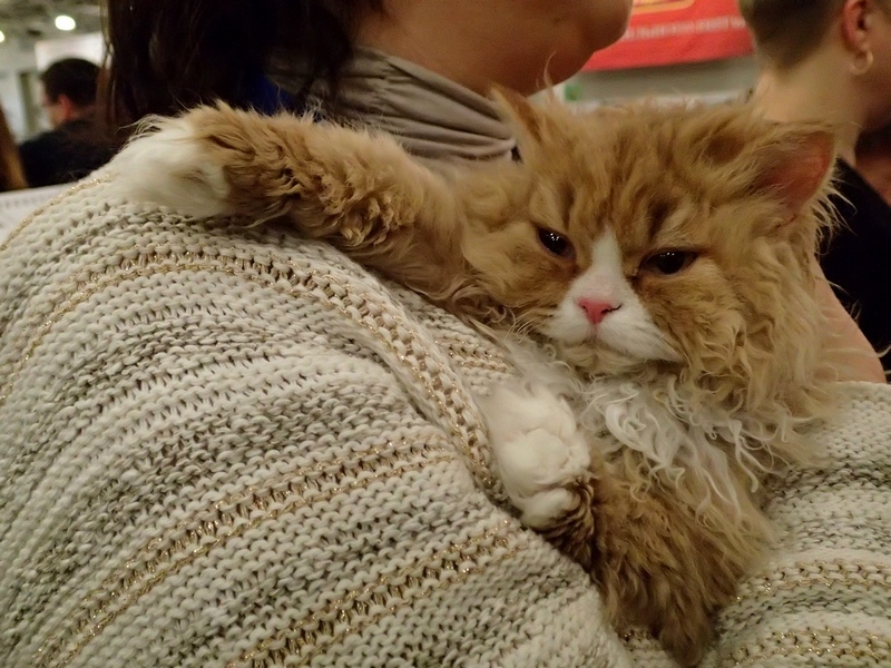 Поговорим о кошках32