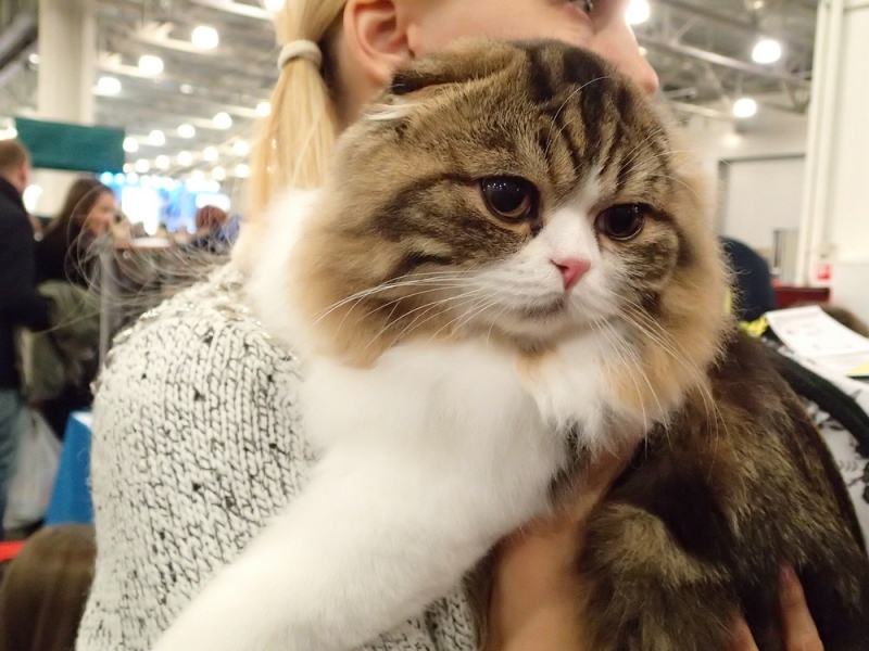 Поговорим о кошках32